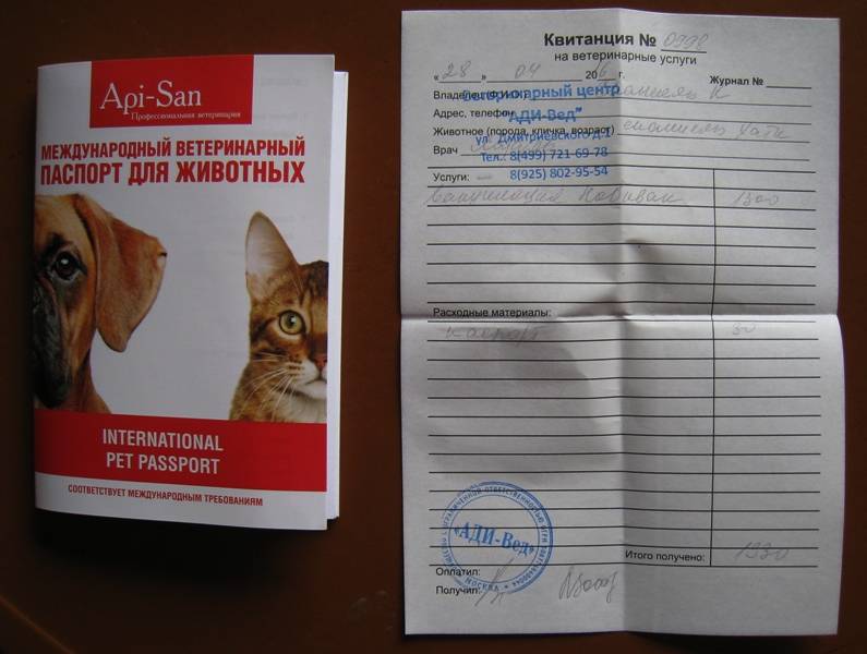 Паспорт для кошки: ветеринарный, международный, для оформления родословной