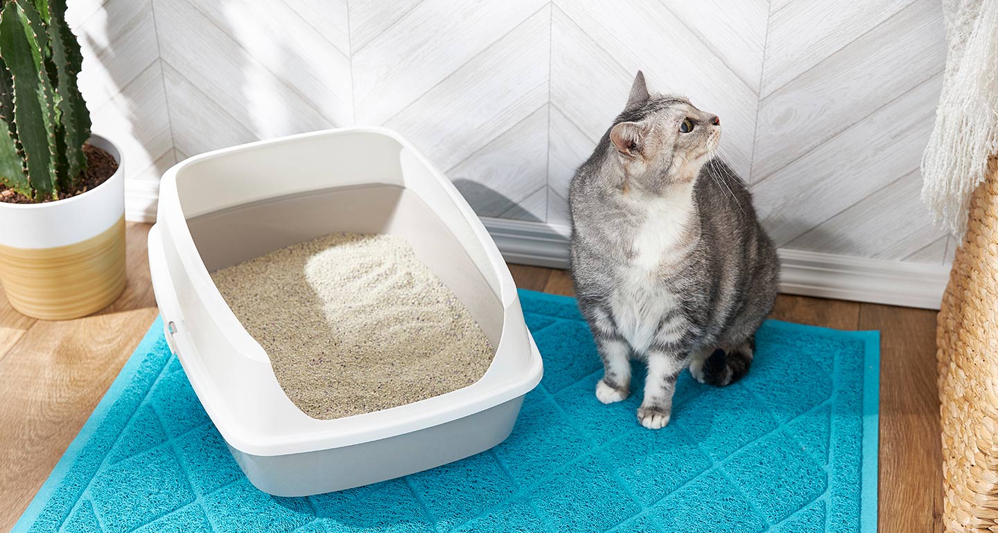 Как приучить котенка к лотку в квартире за 1 день: простые советы