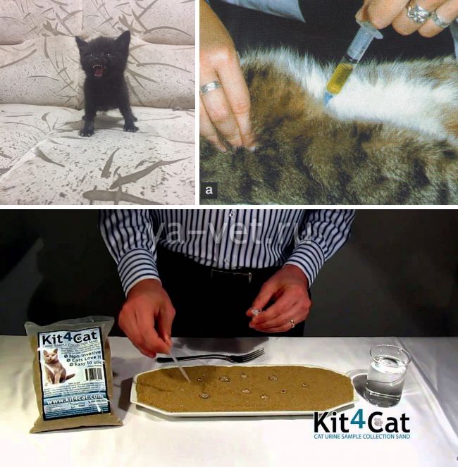 Как заставить котенка или взрослую кошку пописать, каким образом собрать мочу кота для анализа?