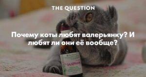 Вредна ли валерьянка для кошек? — обсуждение в группе "кошки" | птичка.ру