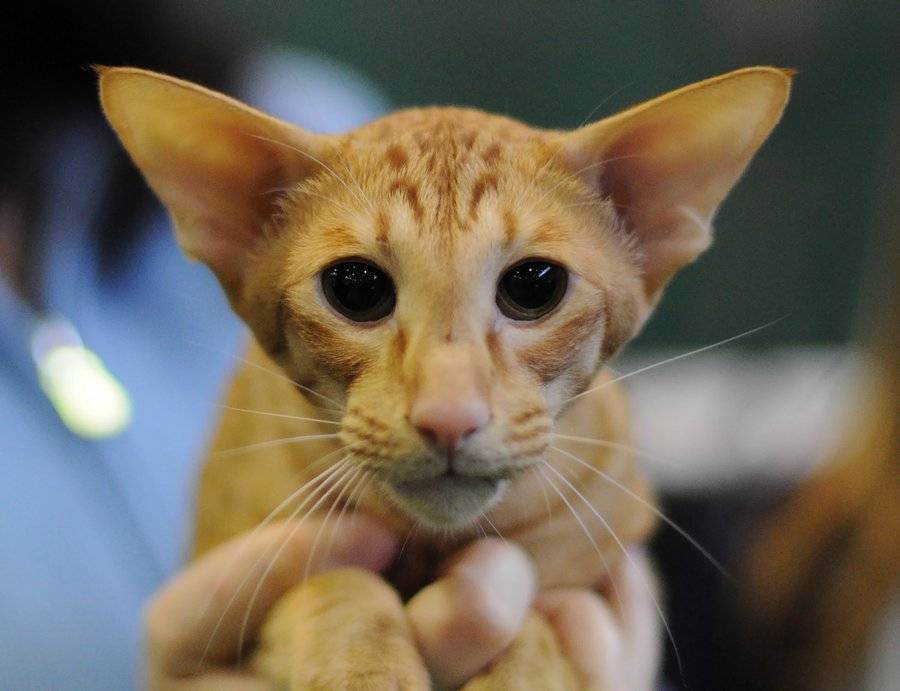 Яванез (яванская кошка): описание породы, характер и уход (с фото)