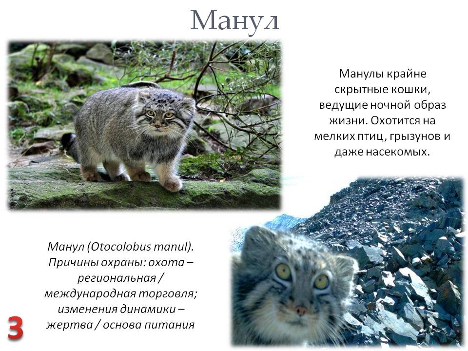 Лесной кот. образ жизни и среда обитания лесного кота