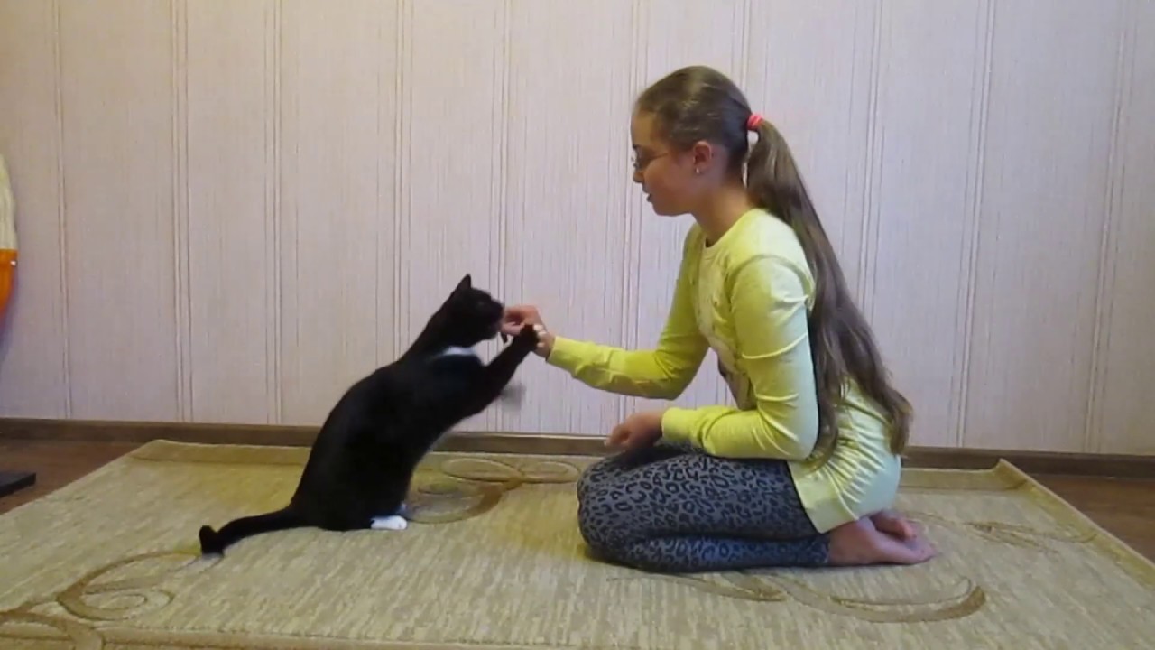 Как научить кошку давать лапу? есть несколько способов!
