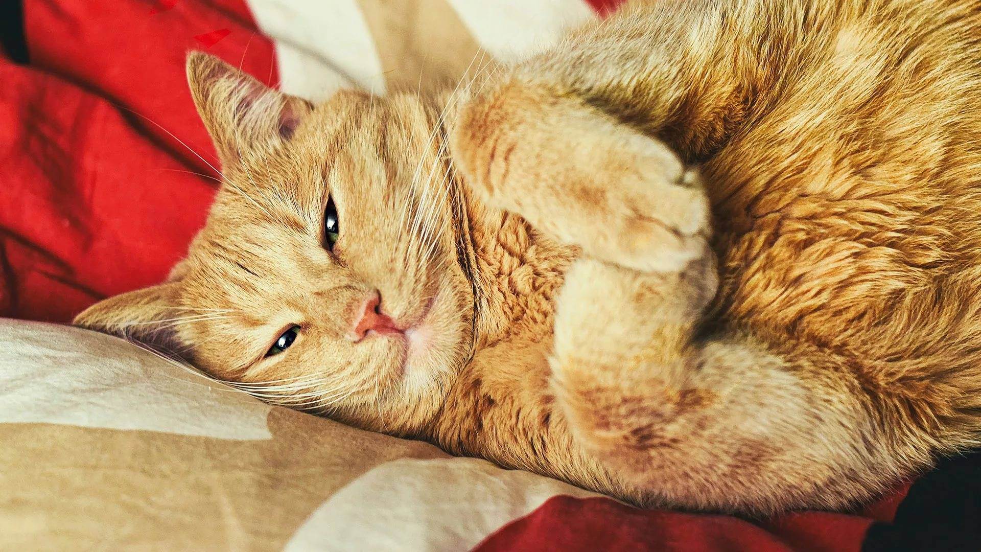 Сухой нос у кошки во время сна. почему у кота сухой нос? когда теплый, сухой нос считается вариантом нормы