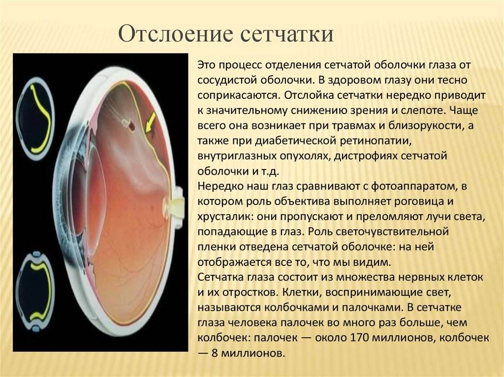 Анатомия глаза: наружное и внутреннее строения, функции, возможные нарушения - клиника прозрение