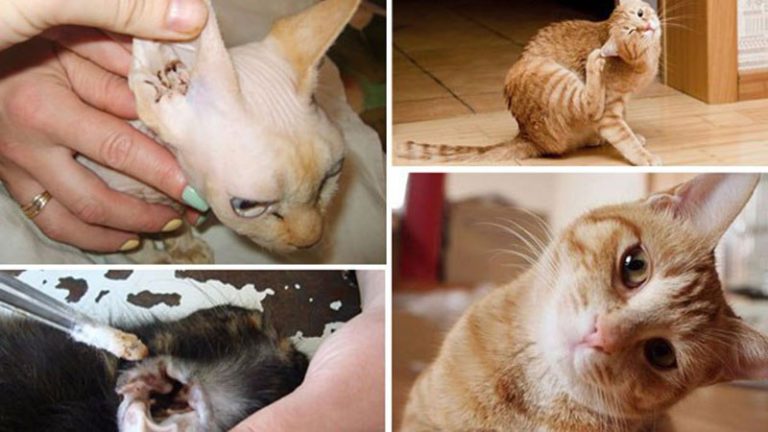 Отодектоз у кошек: причины, симптомы