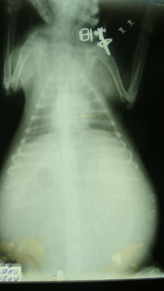 Асцит у собаки лечение. Асцит рентген брюшной полости. Симптомы асцита брюшной полости.