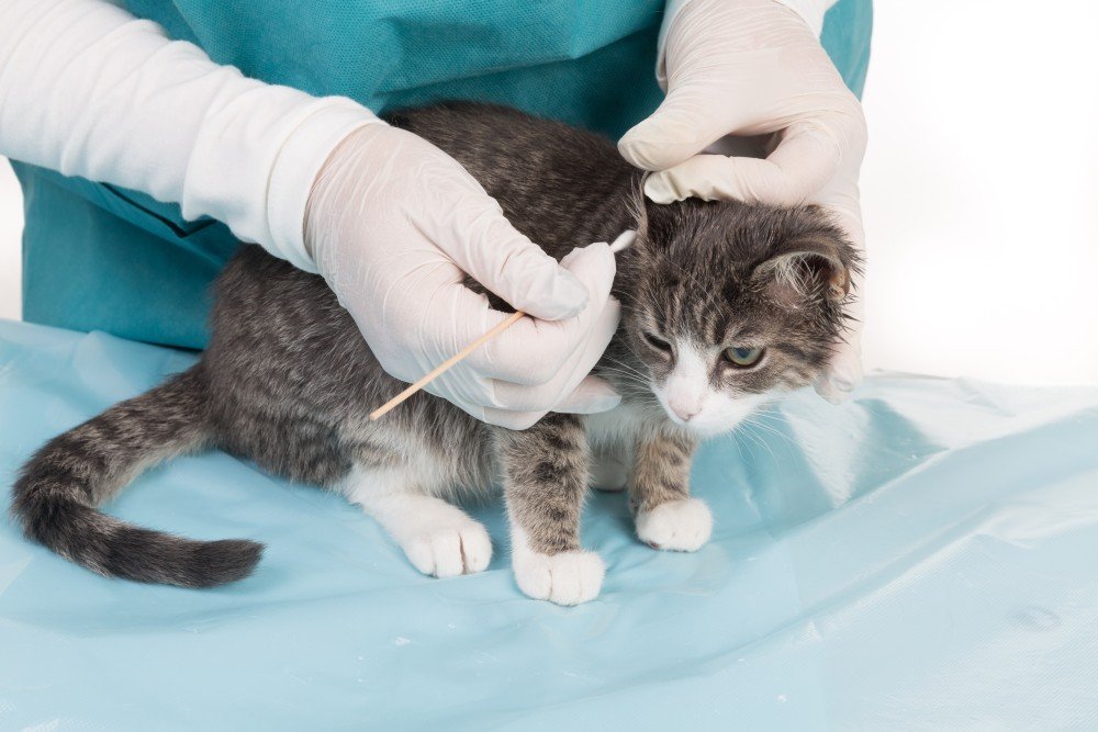 Лечение микроспории у кошек в домашних условиях | портал о народной медицине