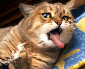 Кошка срыгивает шерсть – когда следует обратиться к ветеринару?