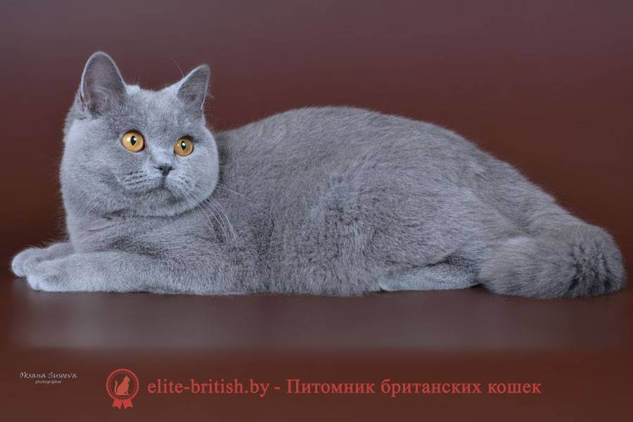Британская короткошерстная – одна из старейших пород домашних кошек