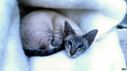 Куда деть любимого кота на время отъезда? - запись пользователя лена (lenka33) в сообществе домашние животные в категории помогите советом - babyblog.ru