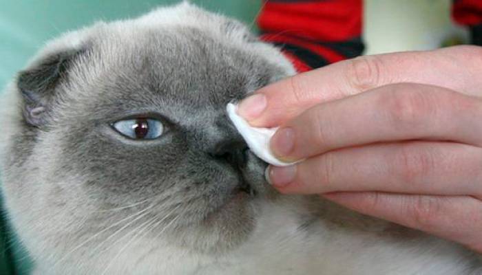 Что делать, если у кошки горячий нос