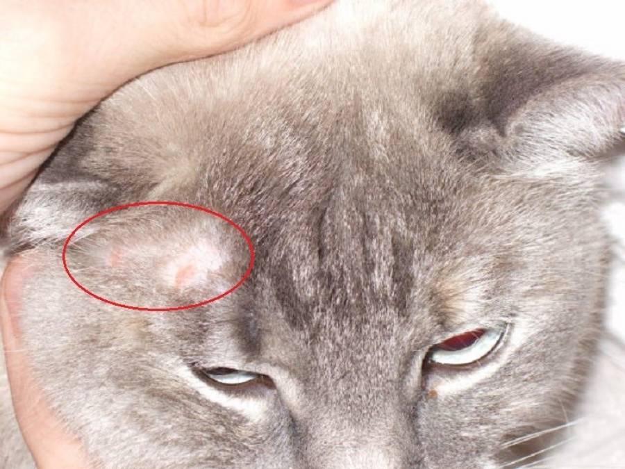 Кожные заболевания у кошек | когда кожа кота нездорова