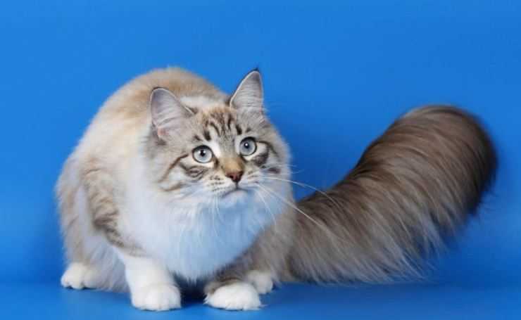 Рагамаффин – описание породы и характера кошки. фото котят и цена кошек рагамаффин.