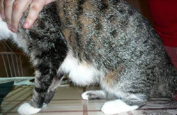 Почему у кошки большой и твёрдый живот: причины и лечение
