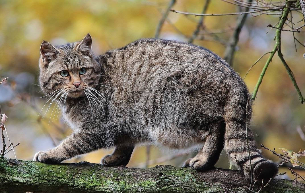 Амурский лесной кот (дальневосточный кот): описание с фото и видео