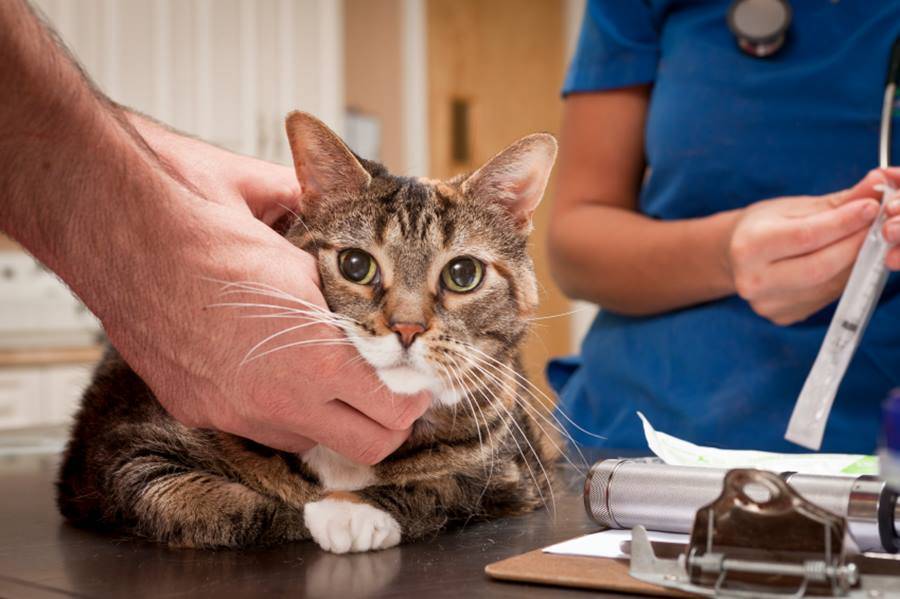Кашель у кошек чем лечить - лечение