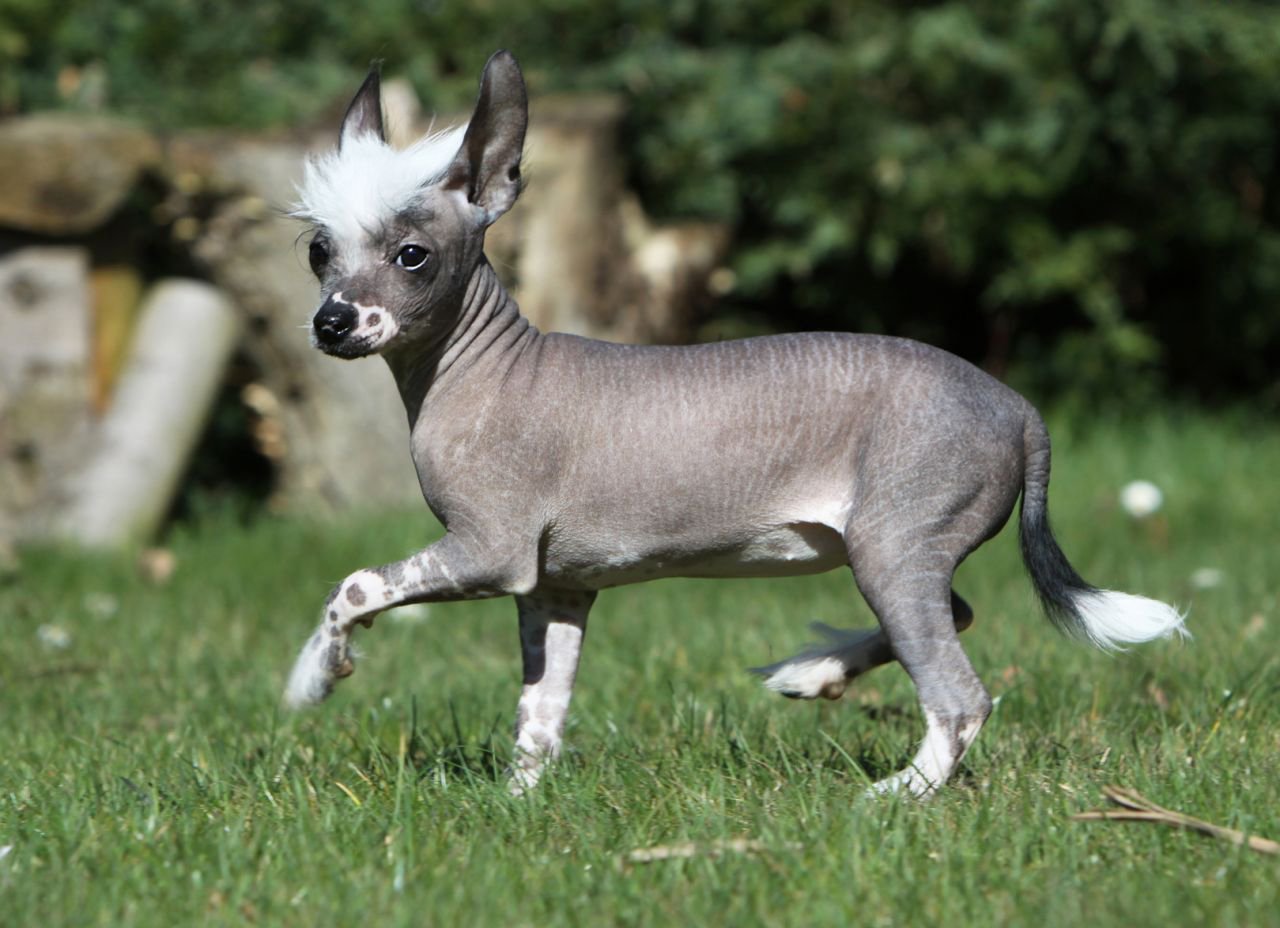 Мексиканская лысая собака: описание, характер, фото