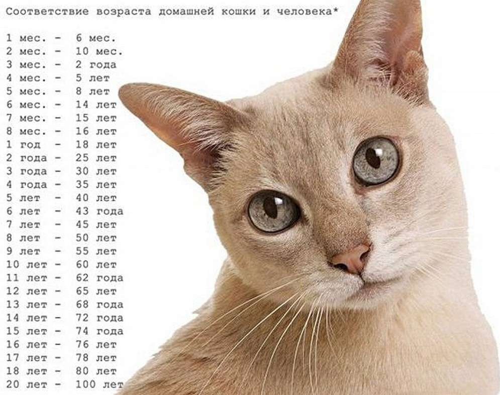До какого возраста растут коты и кошки, 1 кошачий год – это сколько человеческих лет?