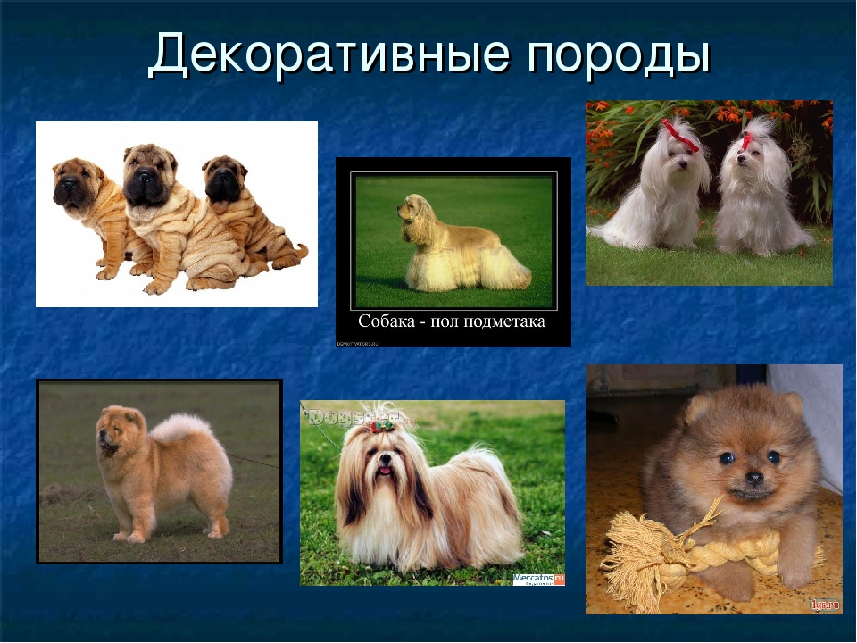 Породы маленьких собак для квартиры с фотографиями и названиями