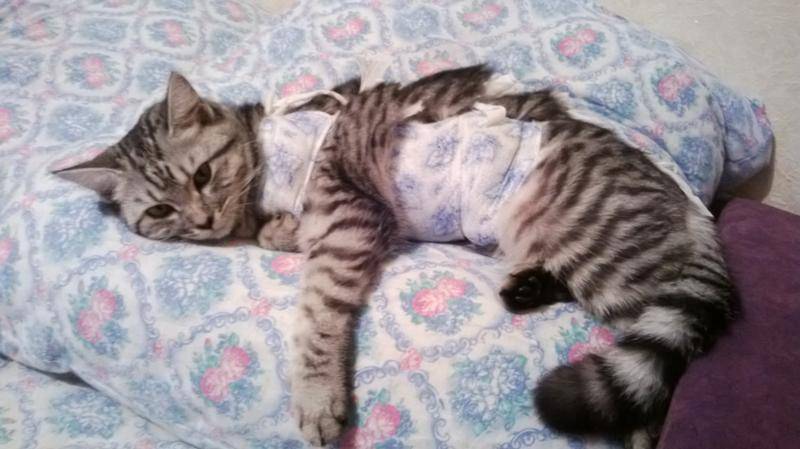 Вялость и поведение кошки после стерилизации: все время спит, мяукает и тошнит - норма ли это?