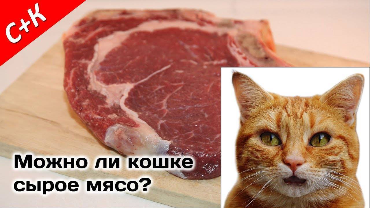 Можно ли давать кошке мясо: какое мясо можно давать кошке, рацион, режим и нормы кормления