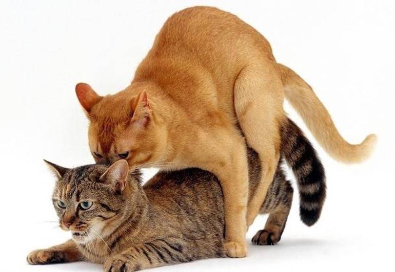 Течка у кошек: сколько длится и как успокоить. возраст наступления половой зрелости, признаки и периодичность течки