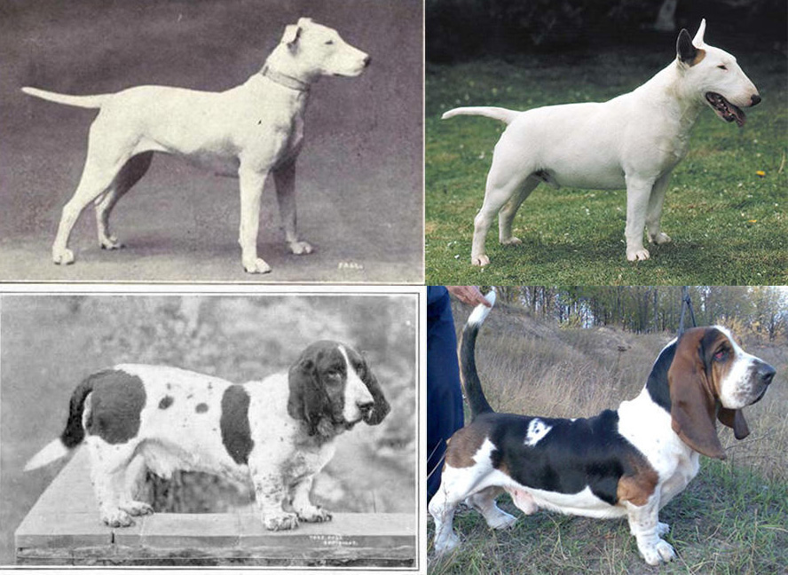 Какие породы собак были выведены в россии? - места и названия