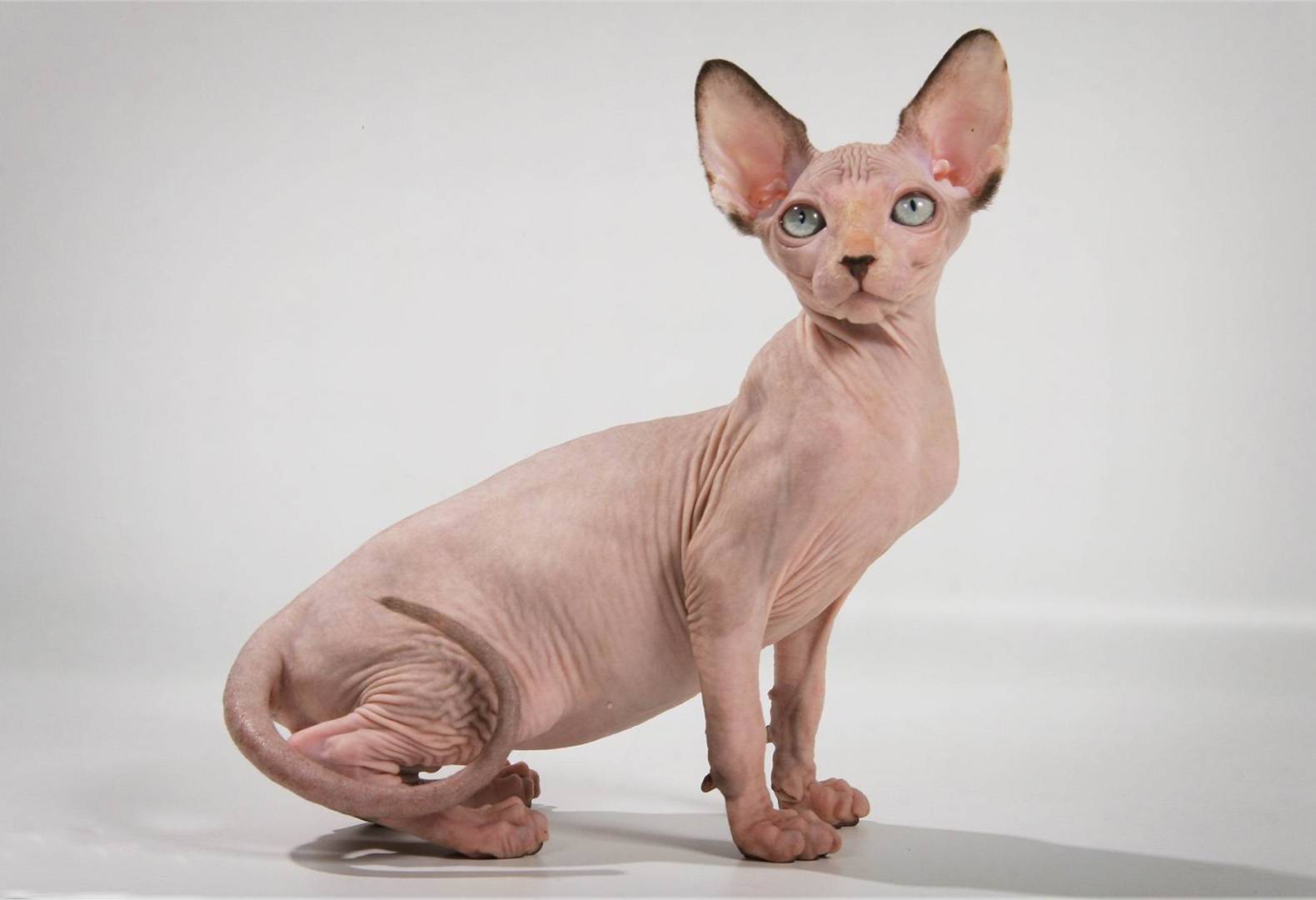Топ-6 пород кошек, которые не линяют
топ-6 пород кошек, которые не линяют
