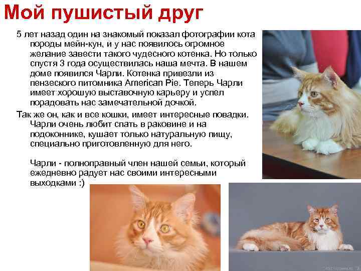 Какого ухода требуют котята мейн куна, если живут в стандартной квартире - мир кошек