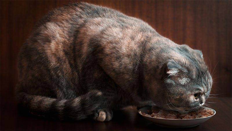 Кошки, не вызывающие аллергию: выбираем питомца для аллергика