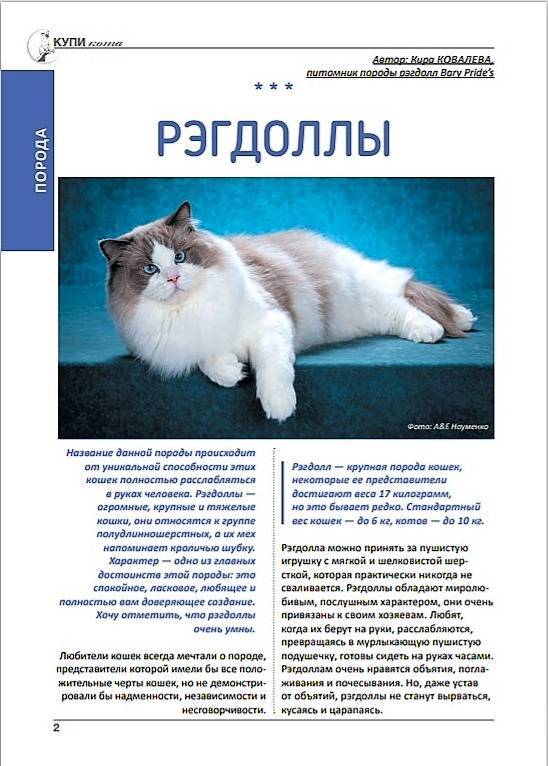 Кошка породы рэгдолл: описание породы, фото, характер