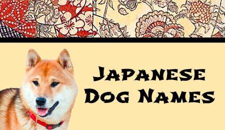 Японские клички для собак мальчиков и девочек | «дай лапу»