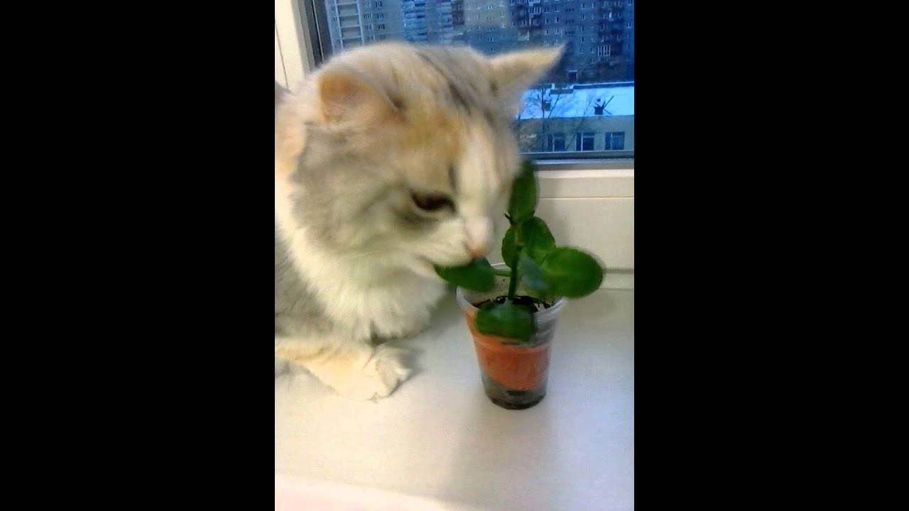 Вредные ядовитые комнатные растения и цветы для кошек