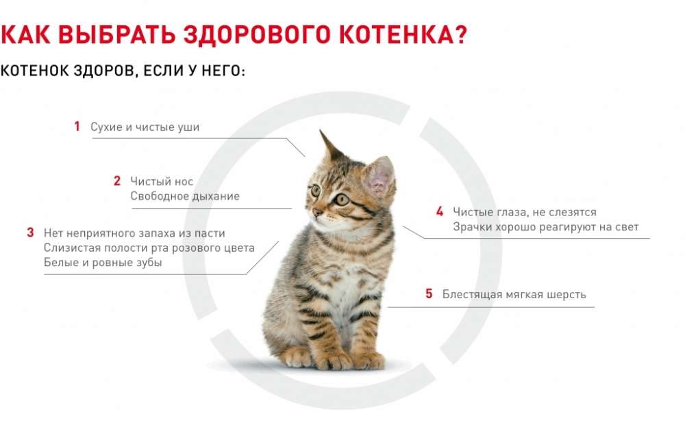 Стоит ли заводить русскую голубую кошку — плюсы и минусы породы
