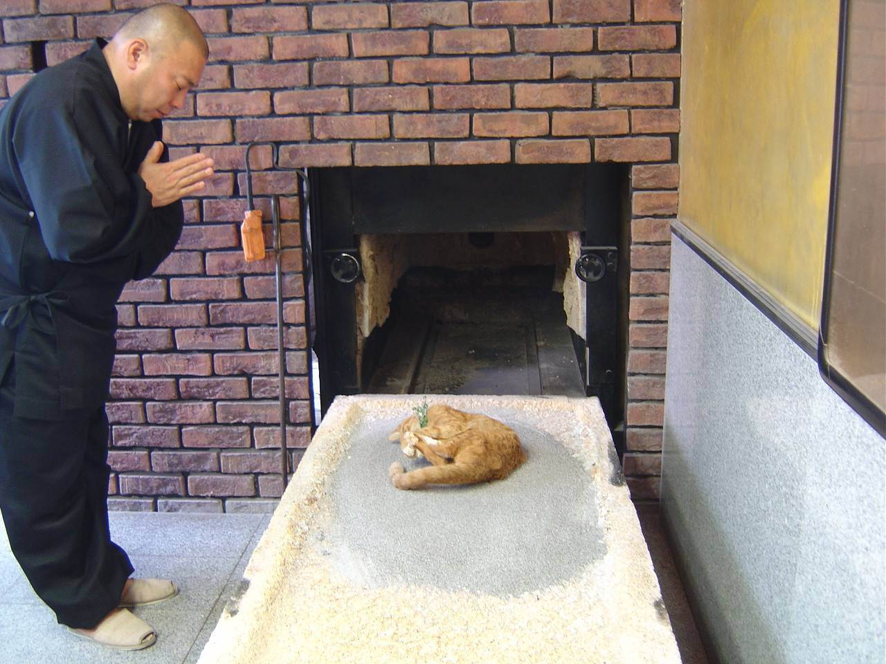 Как похоронить кота зимой - что делать, если в дом пришла беда