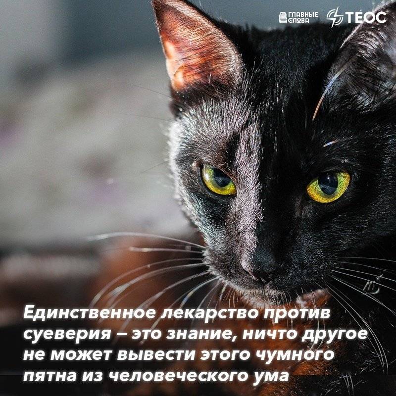 Домашнее суеверие. Кошачьи приметы. Черная кошка суеверие. Черный кот примета. Чёрная кошка перебежала дорогу.