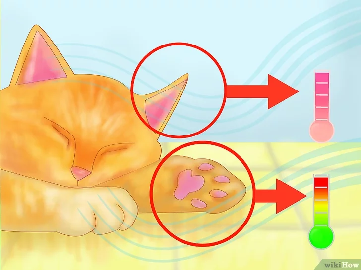 Тепловой удар у кошек: симптомы, лечение и профилактика – здоровье кошек