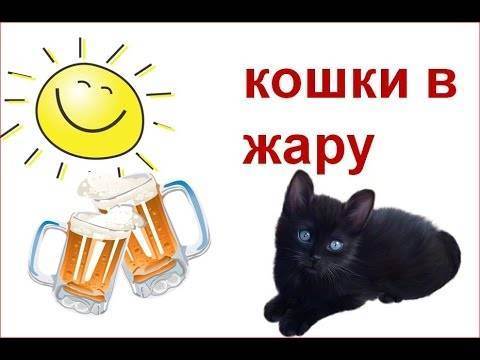 Как помочь коту в жару. Кошка в жару. Как спасти кошку от жары. Кошке жарко.