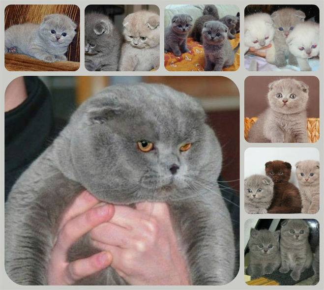 Прямоухие шотландские кошки скоттиш-страйт: описание внешности и характера породы, уход за шотландцем, выбор котёнка, фото кота