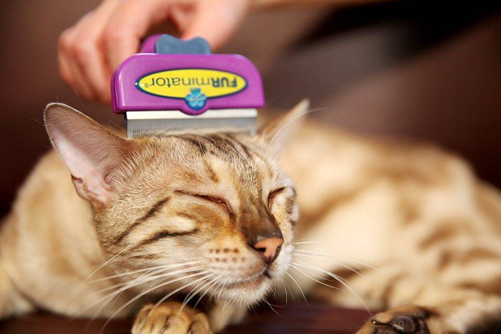 Советы по правильному использованию фурминатора для кошек