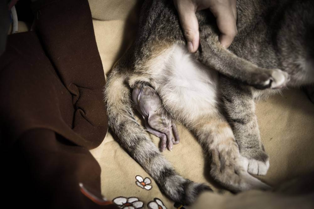 Беременность и первые роды кошки: инструкция для владельцев от а до я, видео