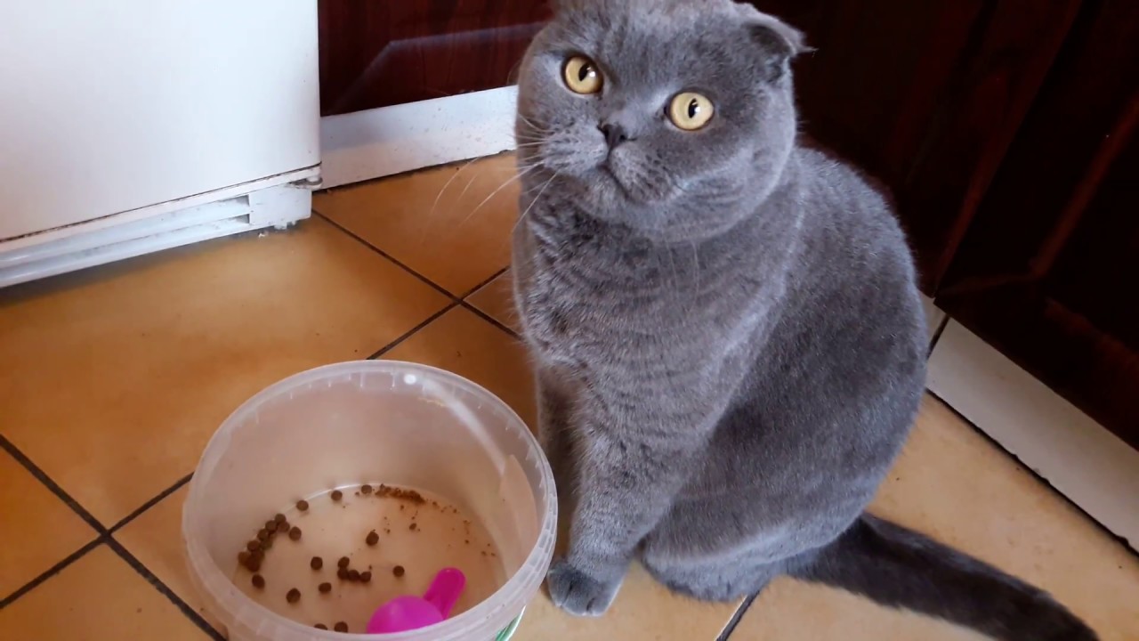 Британские коты, кошки и котята – чем их можно кормить? инструкция +видео