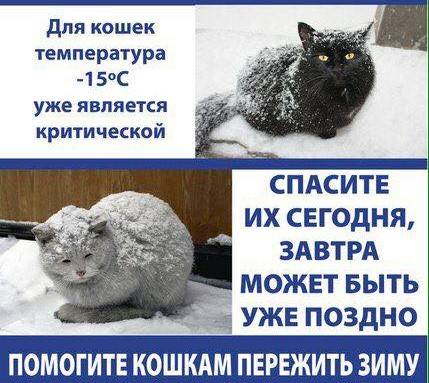 При какой температуре кошки могут жить на улице: какие породы не переносят холода. мерзнут ли кошки зимой? какую минусовую температуру могут выдержать кошки