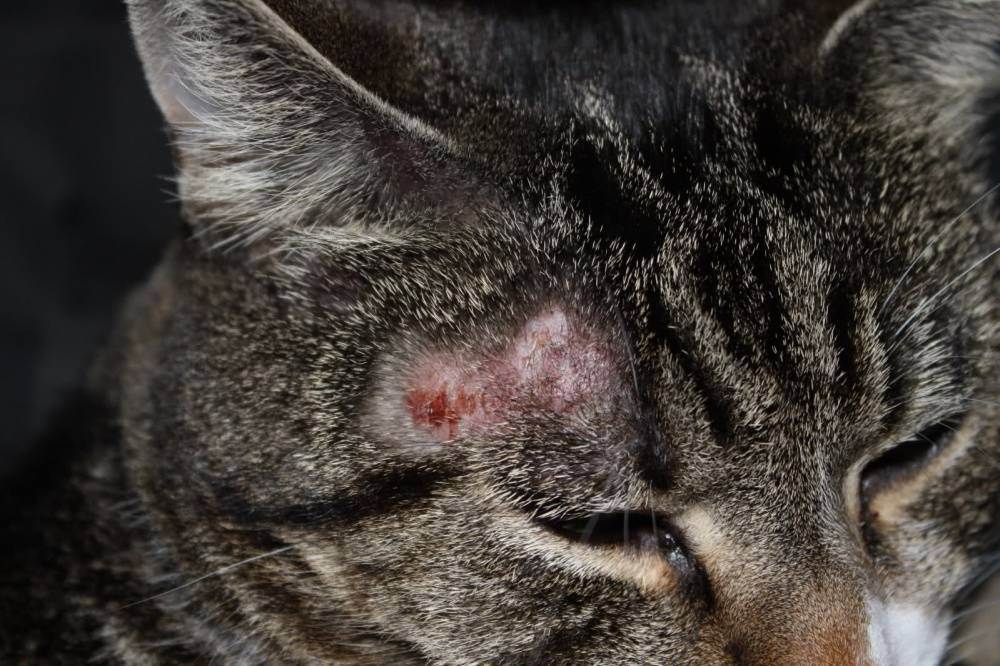 Стригущий лишай у кошек: симптомы, лечение, профилактика