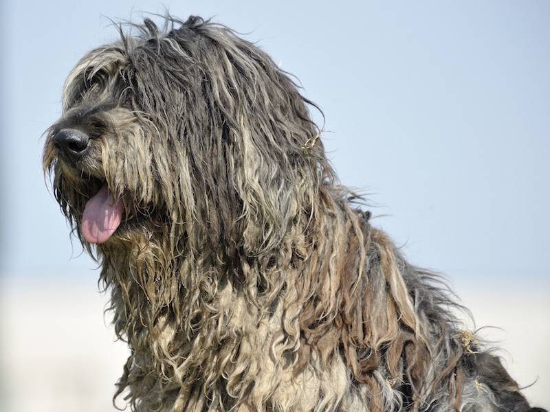 ᐉ описание породы собак бергамская овчарка (бергамаско) с отзывами владельцев и фото - zoogradspb.ru