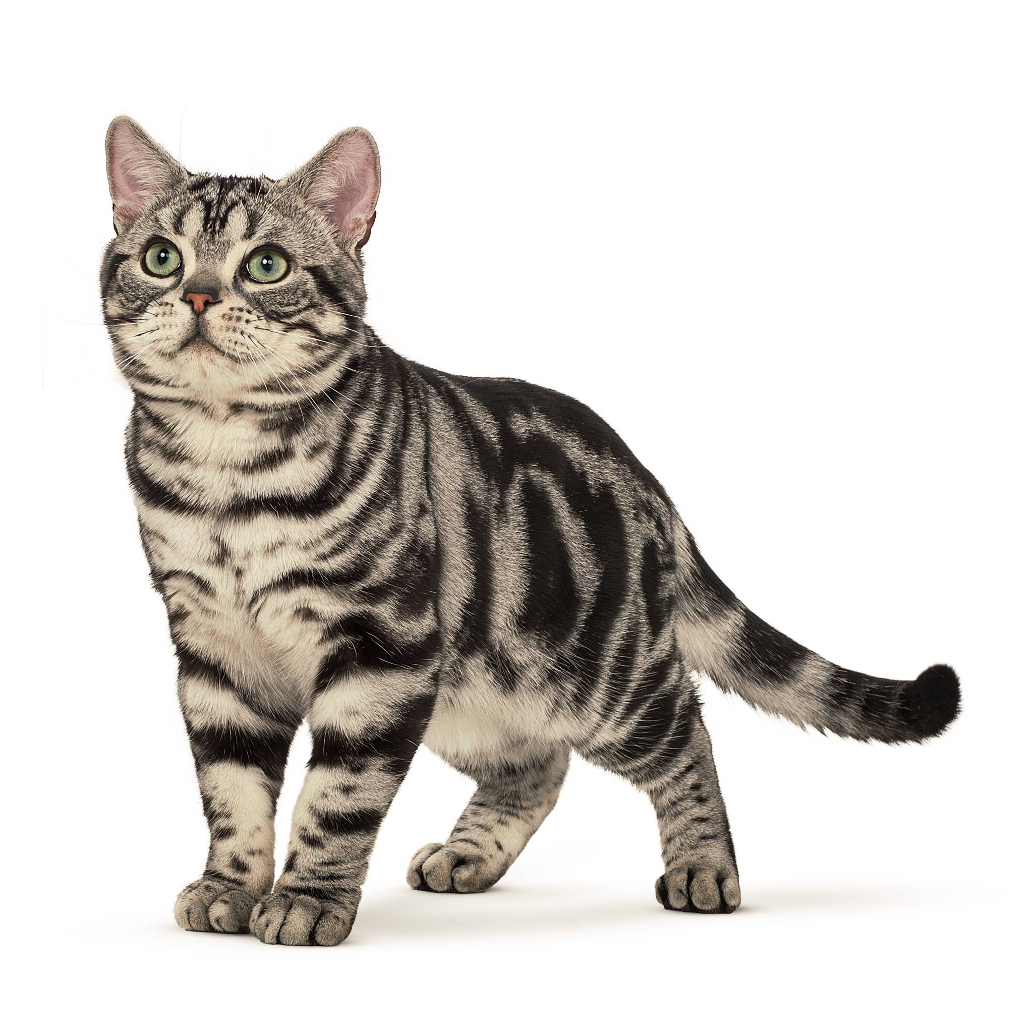 Короткошерстные породы котов с фотографиями и названиями