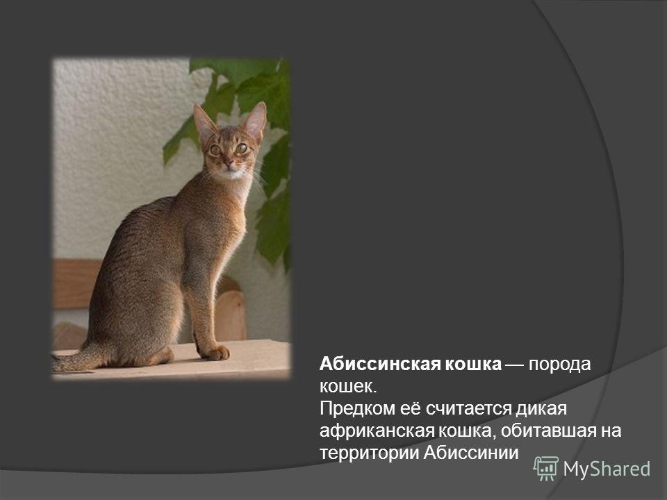 Кошка абиссинская: сколкьо стоит, характер и причуды породы