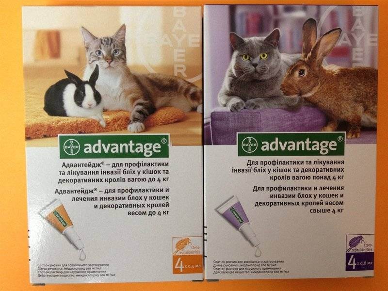 Симптомы и лечение блошиного дерматита у кошек в домашних условиях, фото расчесов