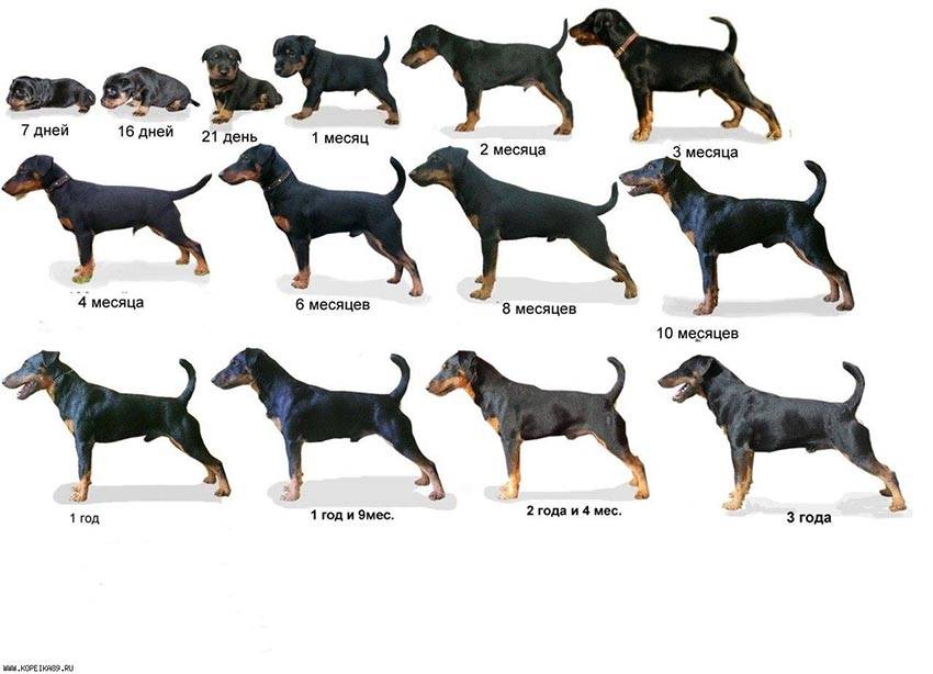 Крупные породы собак с фотографиями и названиями